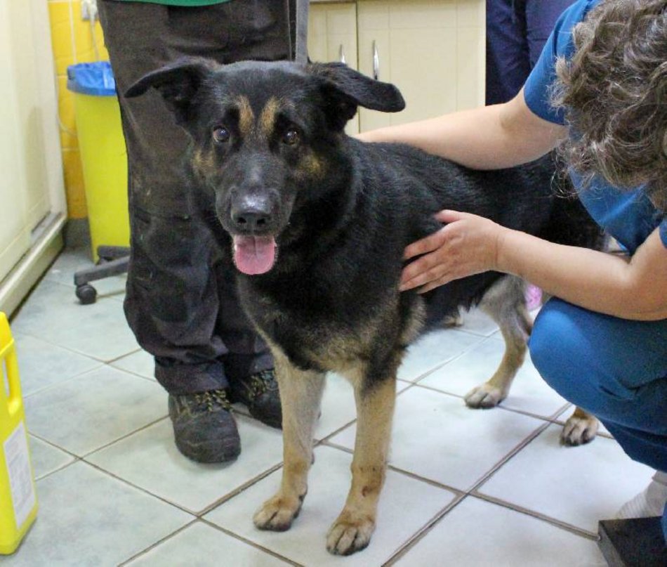 Łódź. Astro jest w schronisku w Łodzi zdecydowanie za długo. Podaruj mu godną starość!