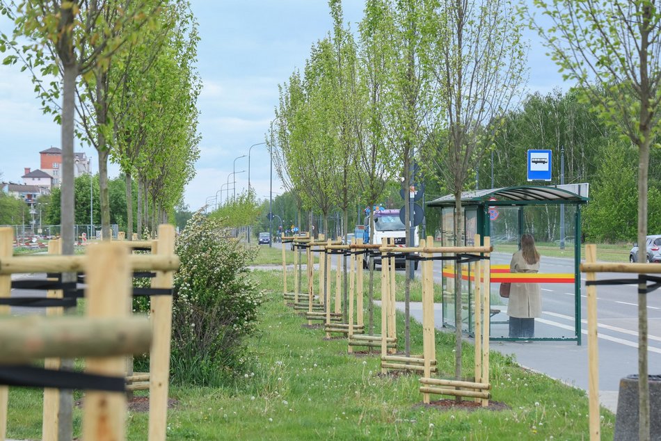 Łódź. Aż 100 nowych drzew na Olechowie w Łodzi! To Łodzianie wybrali lokalizację w plebiscycie