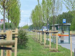 Łódź. Aż 100 nowych drzew na Olechowie w Łodzi! To Łodzianie wybrali lokalizację w plebiscycie