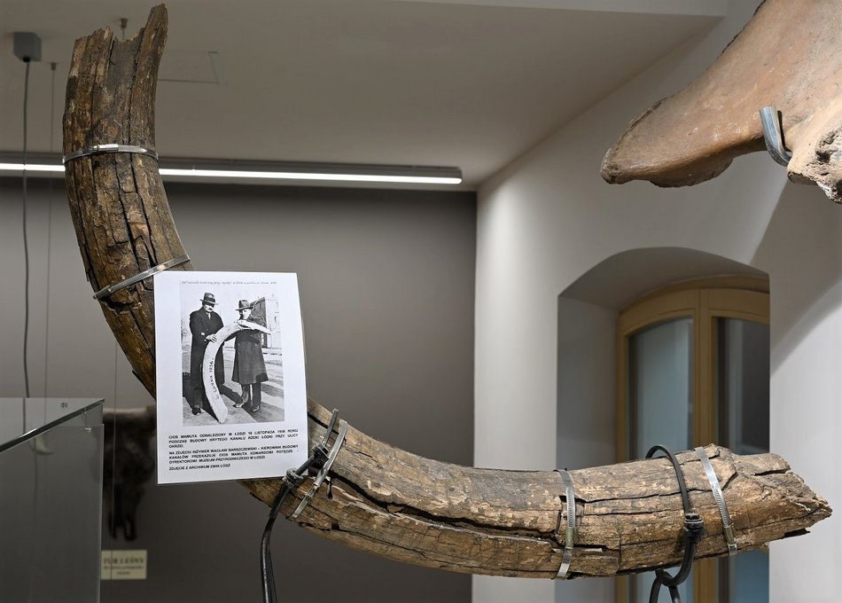 Łódź. Cios mamuta włochatego znaleziony w dolinie rzeki Łódki