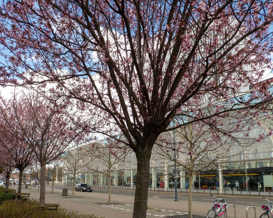 Łódź kwitnie na różowo! Zobacz piękne kadry z centrum miasta!