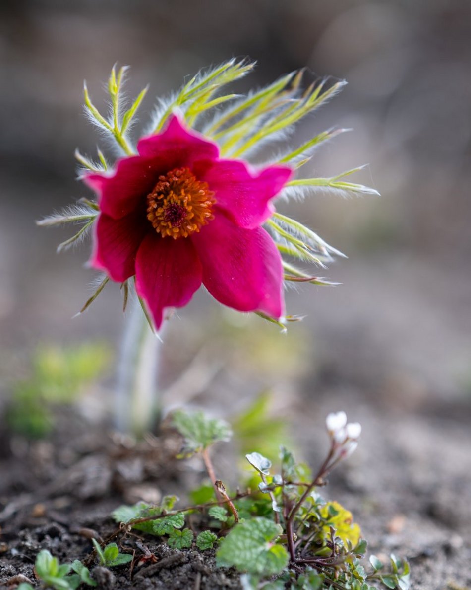 Wiosenny Ogród Botaniczny w Łodzi. Spacer wśród budzącej się do życia przyrody