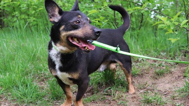 Arni ze schroniska w Łodzi szuka kochającego domu. Stań się jego Mikołajem! 