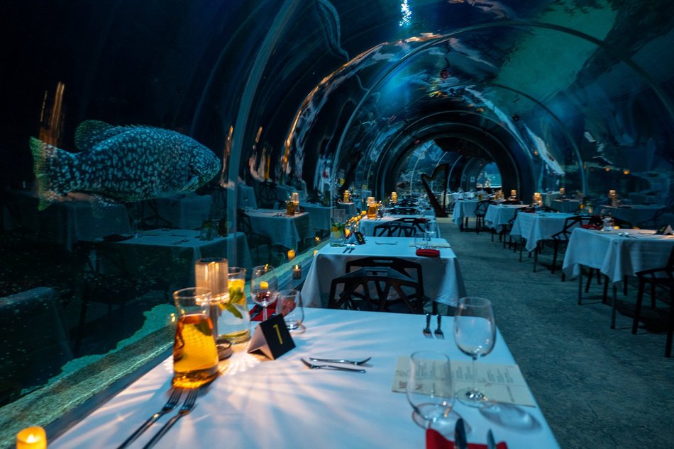 Łódź. Walentynki w Orientarium Zoo Łódź. Przysmaki, koncert na harfie i... zaręczyny