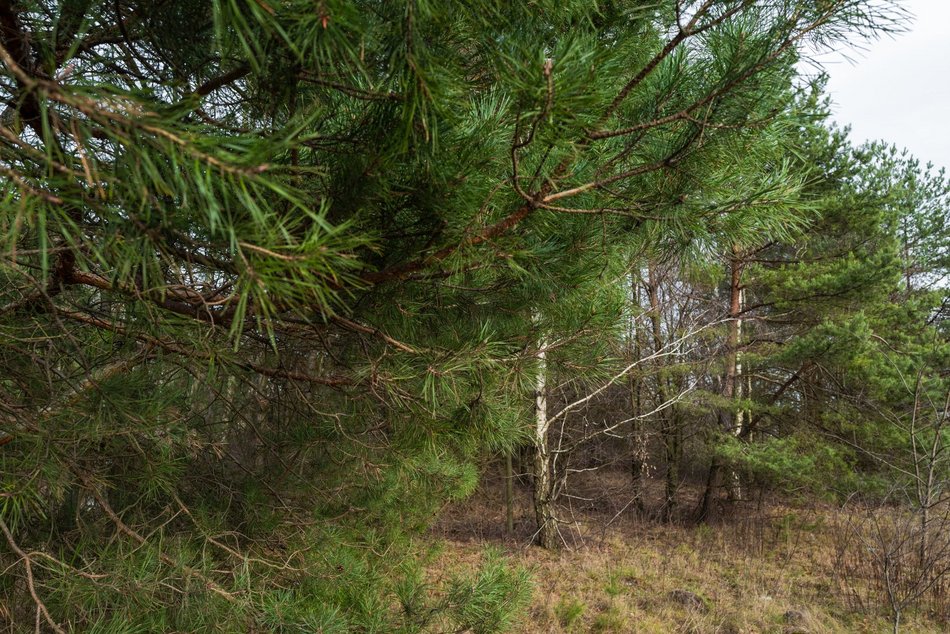 Łódź. Skwery i zieleńce piękne nie tylko wiosną i latem