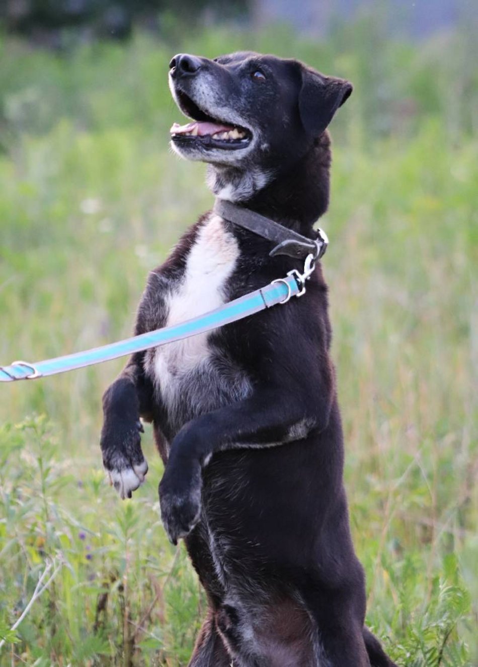 Łódź. Fado jest w schronisku w Łodzi od 4 lat i... wystarczy! Pomóż mu znaleźć nowy dom!