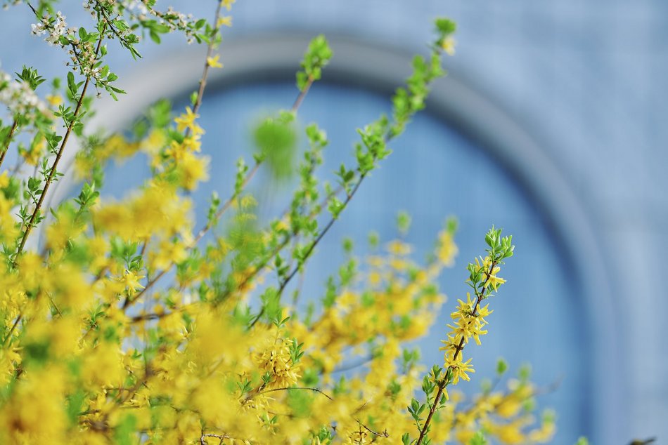 Łódź. Wiosna zagościła na skwerze przy Narutowicza i Sienkiewicza. Przyroda w Łodzi zachwyca!