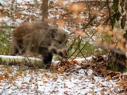 Powstał Zespół ds. Dzikich Zwierząt w Łodzi