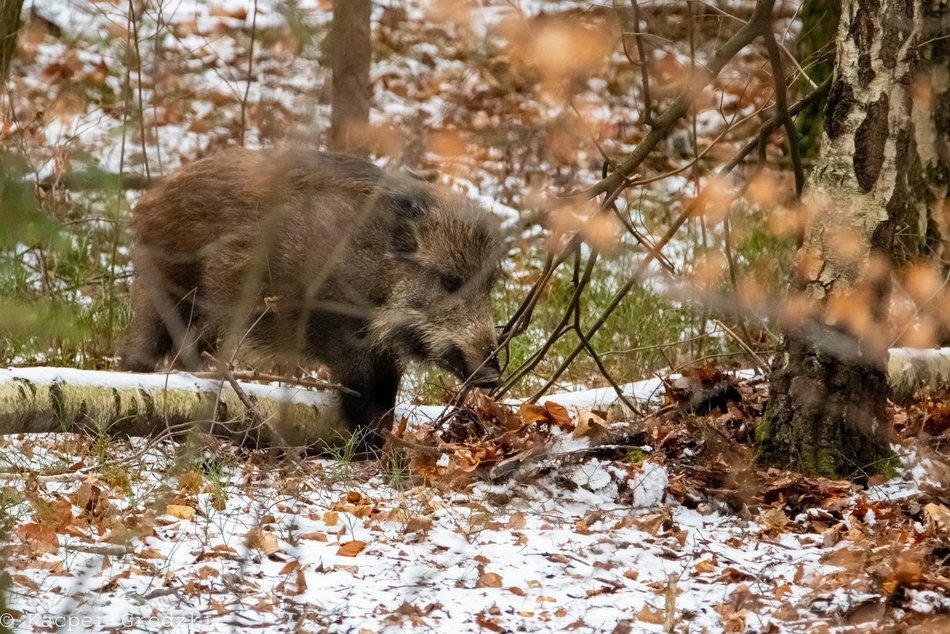 Powstał Zespół ds. Dzikich Zwierząt w Łodzi