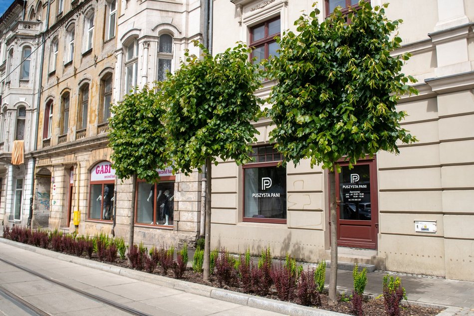 Nowe drzewa na Legionów, Nowomiejskiej i Sterlinga w Łodzi. Śródmieście coraz bardziej zielone!