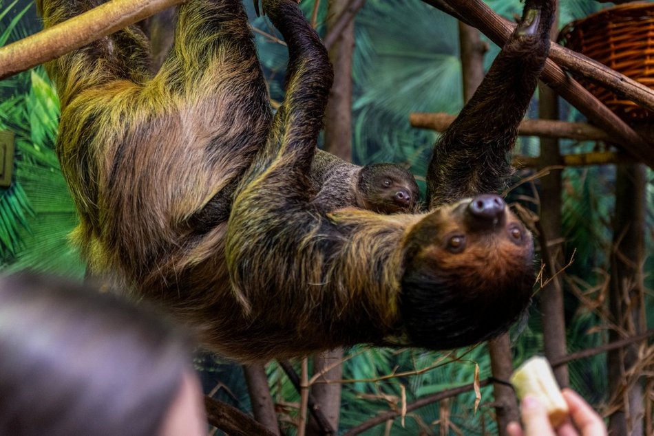 Nowe maleństwa w Orientarium Zoo Łódź. Zobacz, jak radzą sobie w nowych warunkach