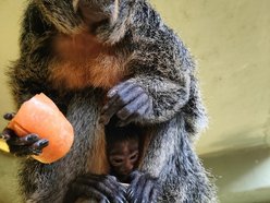 Nowy małpka Orientarium Zoo Łódź