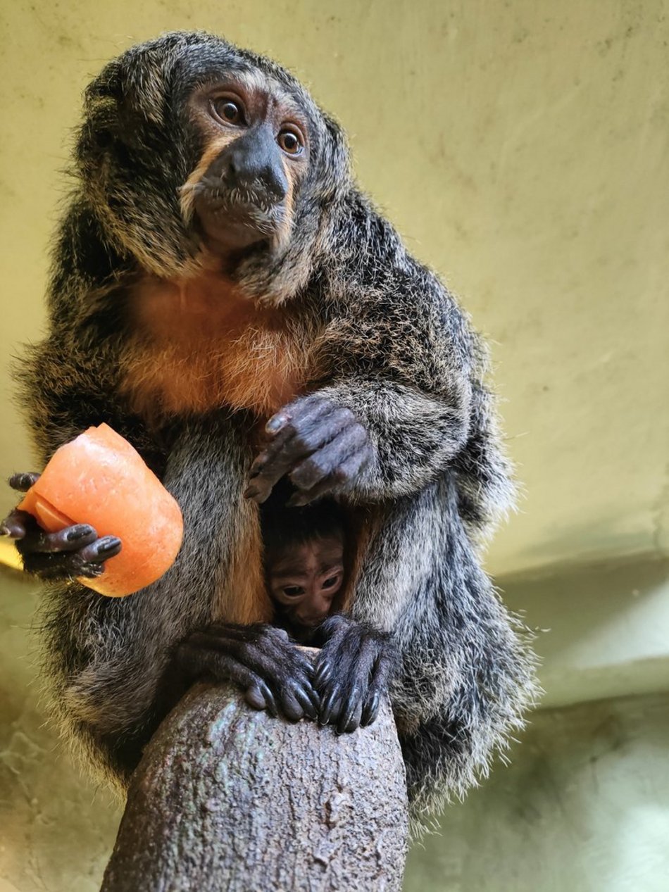 Nowy małpka Orientarium Zoo Łódź