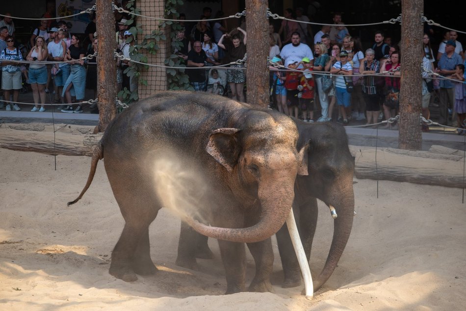 Łódź. Dzień Słonia w Orientarium Zoo Łódź. Tłumy łodzian i mnóstwo dobrej zabawy