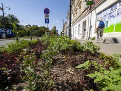 Nowe rośliny w centrum Łodzi!
