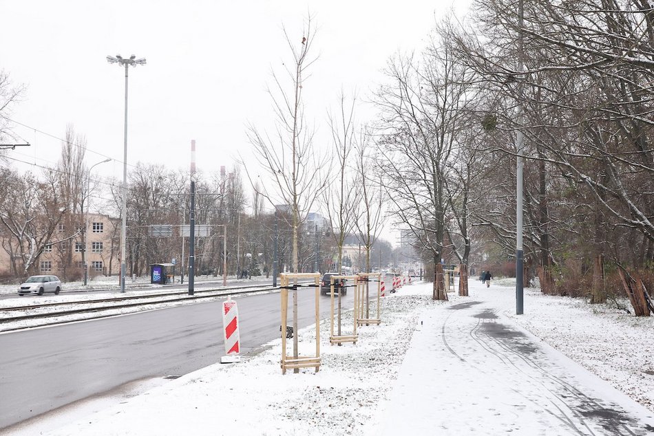 Łódź. Nowe nasadzenia w całym mieście