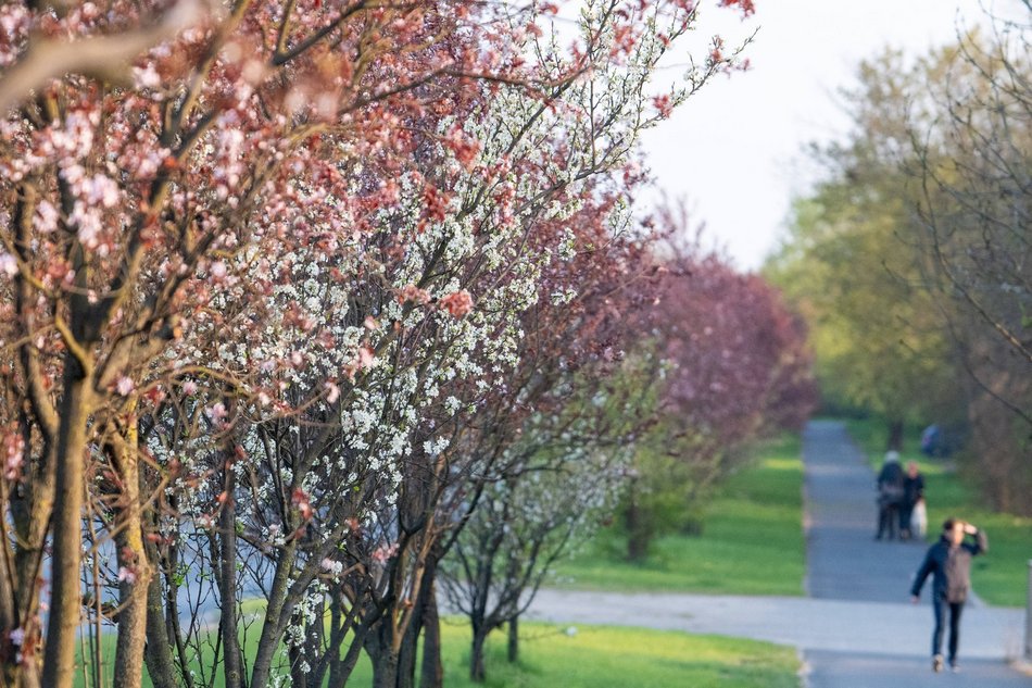Aleja Jana Pawła tonie w kwiatach. Drzewa przy arterii kwitną na całego!