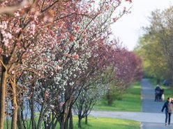 Aleja Jana Pawła tonie w kwiatach. Drzewa przy arterii kwitną na całego!