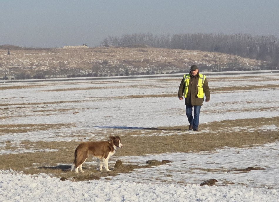 Łódź. Falcia to postrach ptaków na lotnisku w Łodzi!