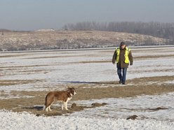 Łódź. Falcia to postrach ptaków na lotnisku w Łodzi!