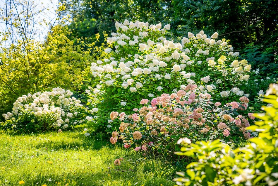 Łódź. Hortensje opanowały Ogród Botaniczny w Łodzi! To prawdziwa feeria barw