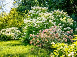 Łódź. Hortensje opanowały Ogród Botaniczny w Łodzi! To prawdziwa feeria barw