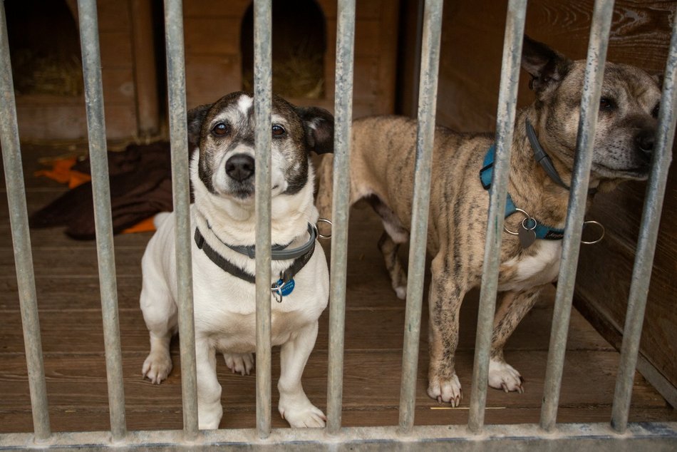 Fundacja Niechciane i Zapomniane pomogła już wielu zwierzętom