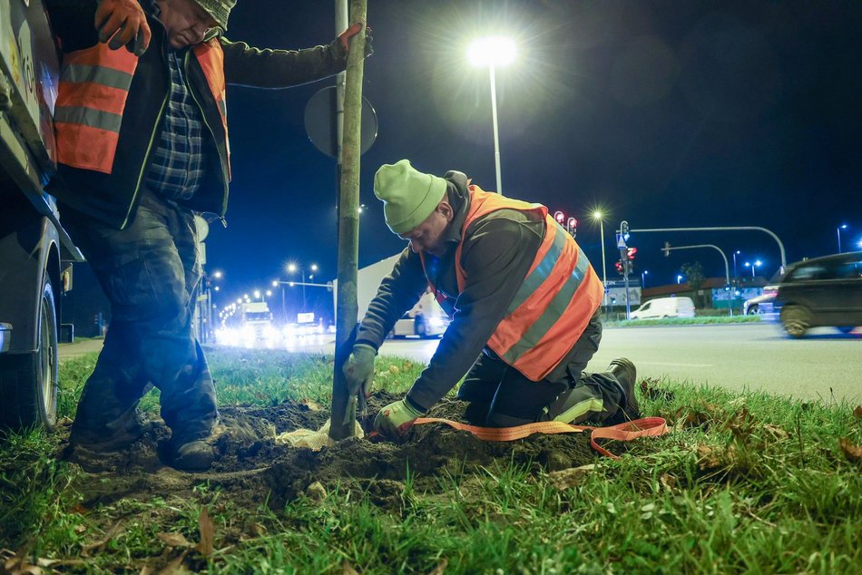 Łódź. Nowe drzewa przy Jana Pawła II