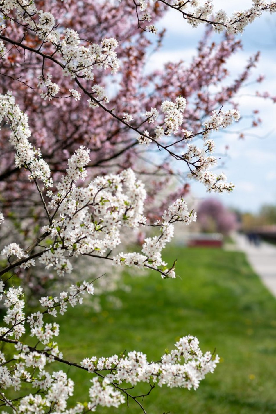 Łódź. Biało-różowy zawrót głowy na Rokicińskiej w Łodzi. Kwitnąca przyroda wygląda, jak z bajki!