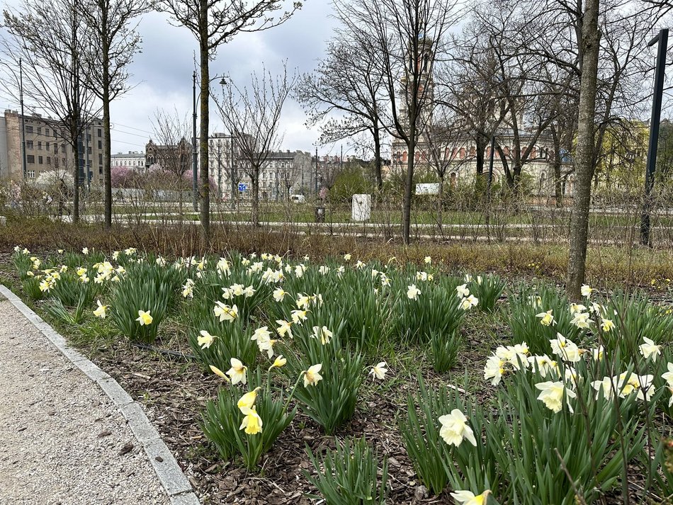 Wiosna rozgościła się w Łodzi!