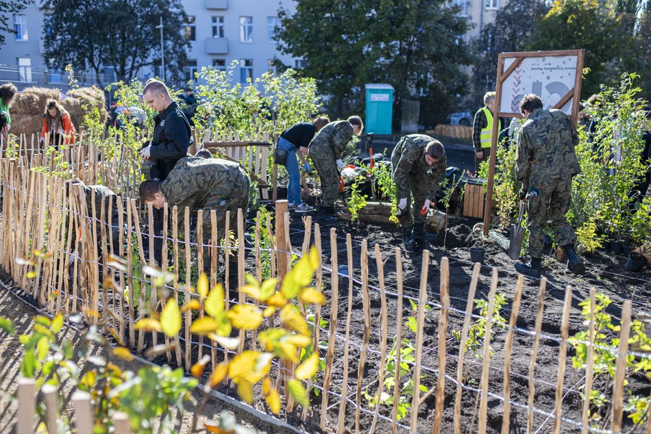 Mikrolas u zbiegu ulic Żeligowskiego i 1 Maja