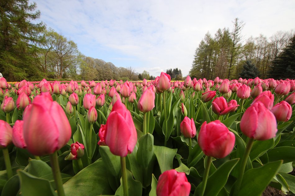 Ponad 50 tys. tulipanów możemy zobaczyć w Ogrodzie Botanicznym w Łodzi!