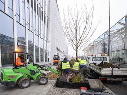 Wiśnie kanzan przy hotelu Hilton w Łodzi