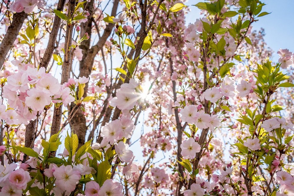 Łódź. Najpiękniejszy skwer? Kiedyś zaniedbany trawnik, dzisiaj kwitnący ogród
