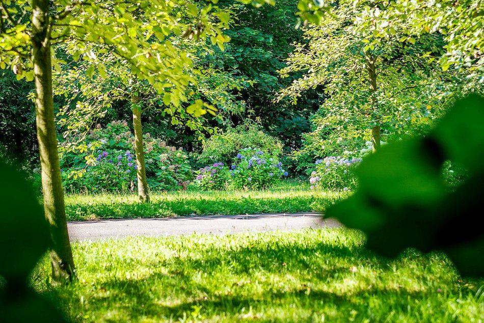 Łódź. Hortensje opanowały Ogród Botaniczny w Łodzi! To prawdziwa feeria barw
