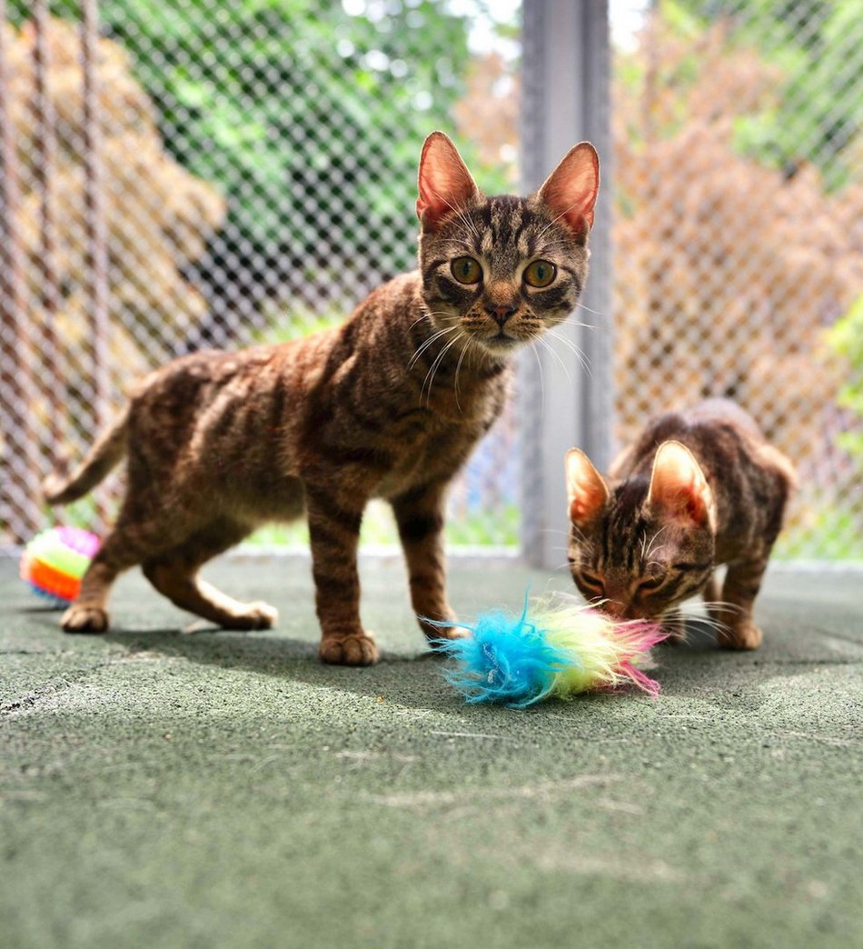 Łódź. Dom bez kota to głupota! Poznaj i adoptuj podopiecznych schroniska w Łodzi