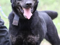 Uchyl serca Edkowi ze schroniska w Łodzi. Doskwiera mu samotność