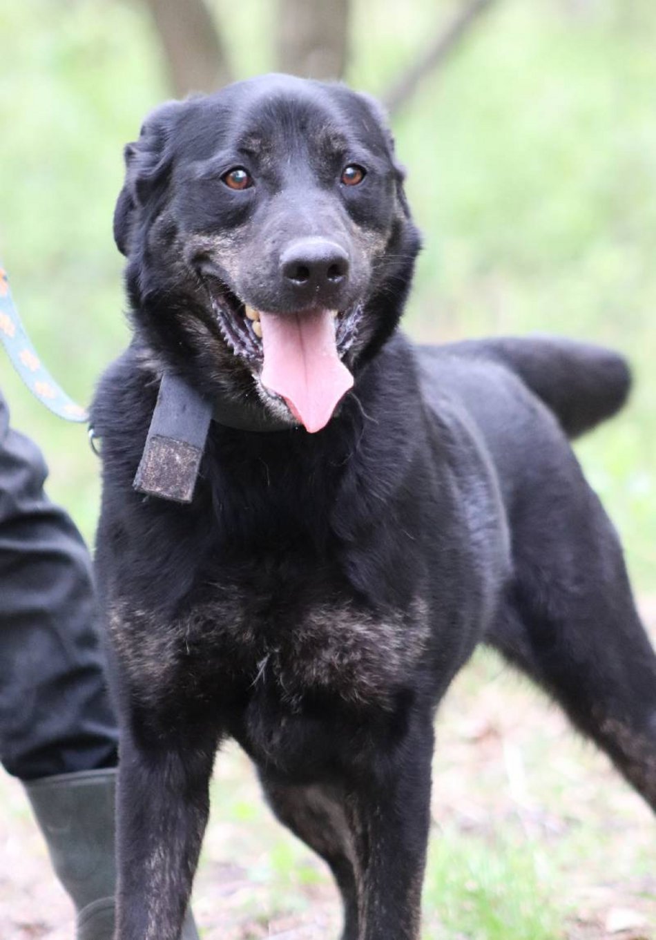 Uchyl serca Edkowi ze schroniska w Łodzi. Doskwiera mu samotność