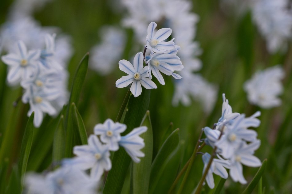 Wiosenny Ogród Botaniczny w Łodzi. Spacer wśród budzącej się do życia przyrody