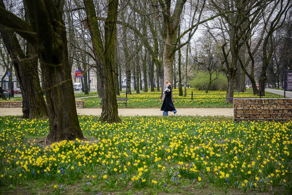 Łódź. Park Staromiejski w Łodzi w żółtych barwach żonkili. Aż chce się spacerować!