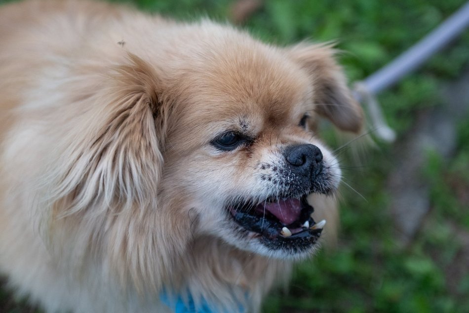Łódź. Ostatni Psia Polówka w Łodzi za nami. Nic słodszego dziś nie zobaczysz!