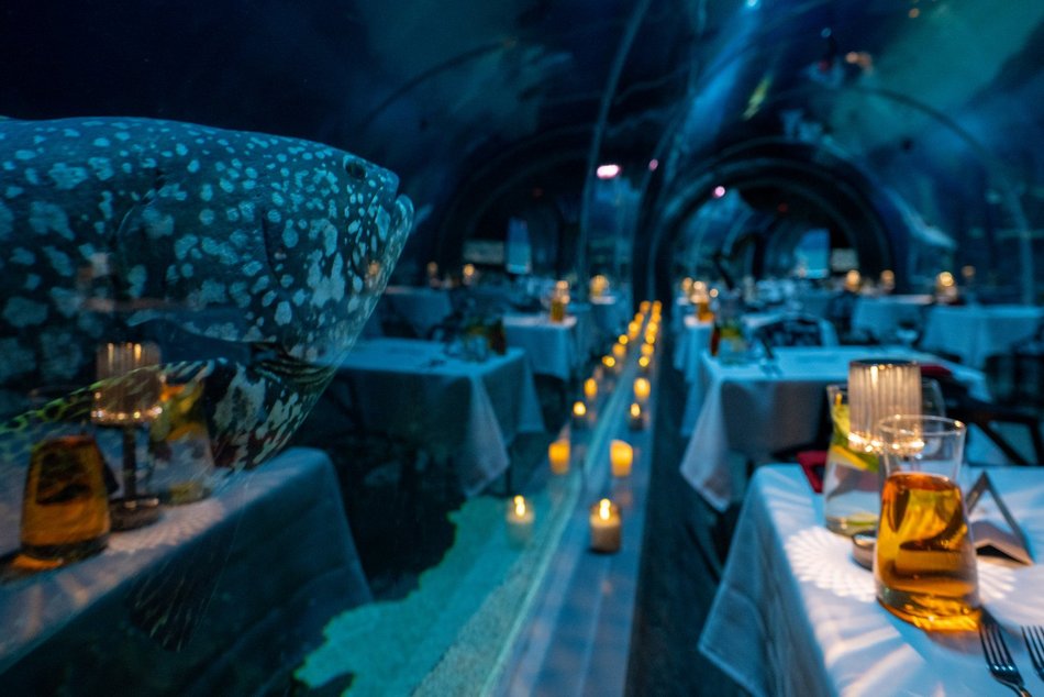 Łódź. Walentynki w Orientarium Zoo Łódź. Przysmaki, koncert na harfie i... zaręczyny