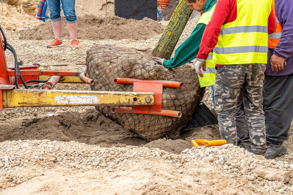 Plac Wolności - sadzenie drzew, plac budowy