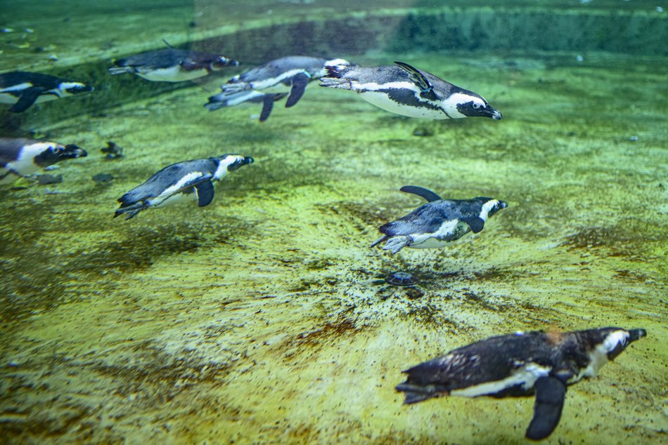 Wybierz się na pokazowe karmienie do Orientarium Zoo Łódź!