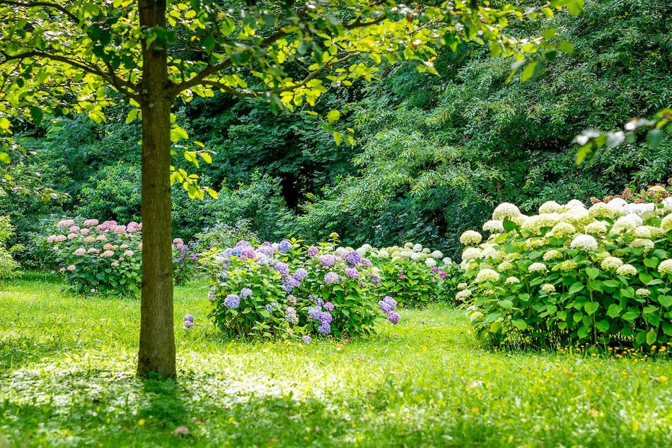 Łódź. Hortensje opanowały Ogród Botaniczny w Łodzi! To prawdziwa feeria barw
