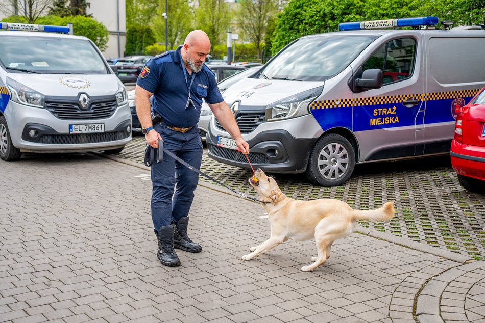 Łódź. Strażnik Maks. Uroczy labrador nowym funkcjonariuszem Straży Miejskiej w Łodzi
