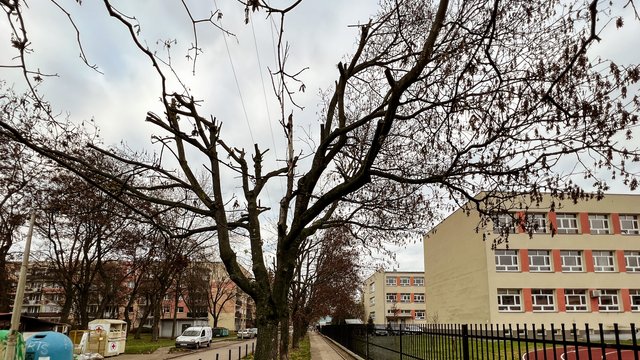 PGE zniszczyło drzewa pod sieciami energetycznymi w Łodzi. Miasto składa pozew