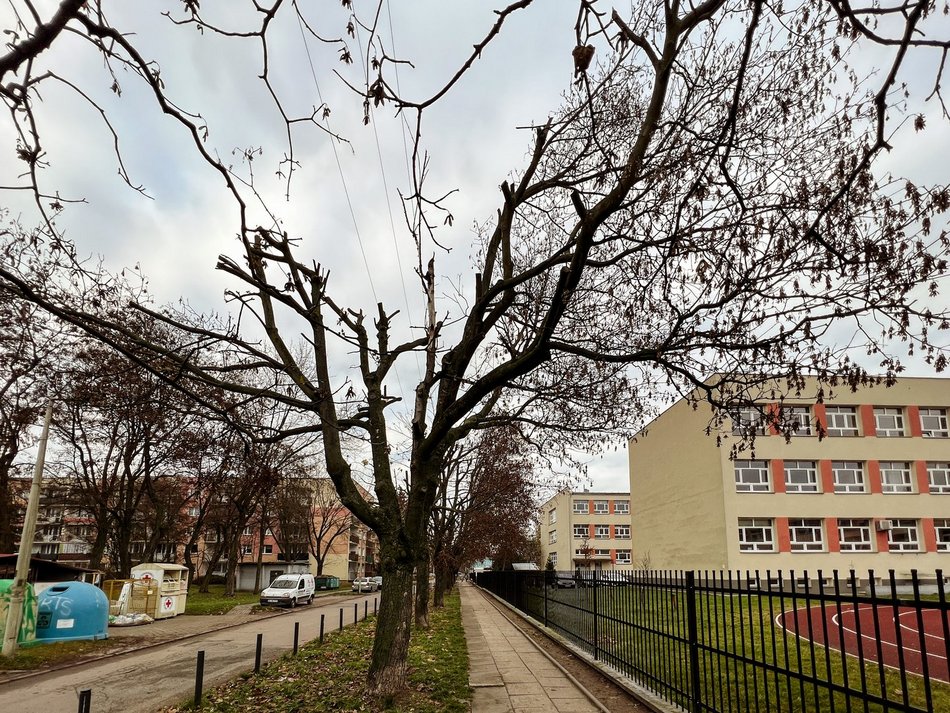 Ulica Socjalna. Drzewa zniszczone przez PGE