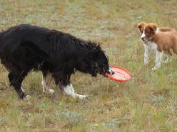 Falco – bohater lotniska w Łodzi i nowej książki. To zdecydowanie „Pies na medal"!