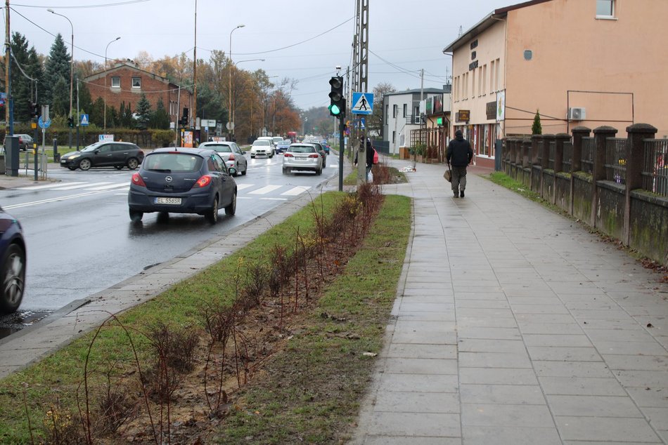 Sadzenie krzewów wzdłuż ulicy Retkińskiej